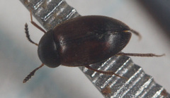 Leiodidae
