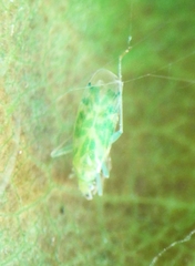 Malacocoris chlorizans