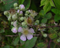 Rubus robiae