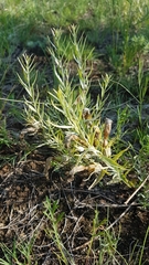 Cymbaria daurica
