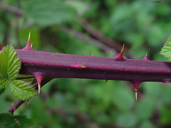 Rubus robiae