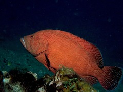 Cephalopholis sonnerati