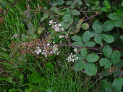 Rubus robiae