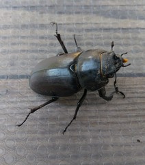 Lucanus cervus
