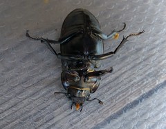 Lucanus cervus