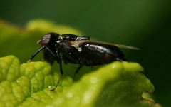 Physiphora alceae