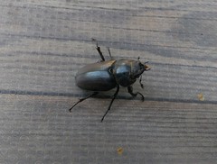 Lucanus cervus