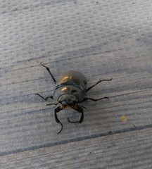 Lucanus cervus