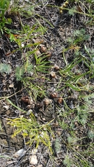 Oxytropis leptophylla