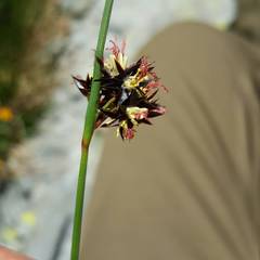 Juncus jacquinii