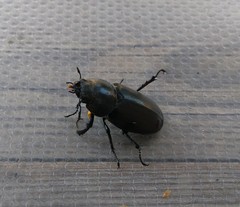 Lucanus cervus