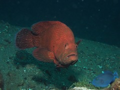 Cephalopholis sonnerati