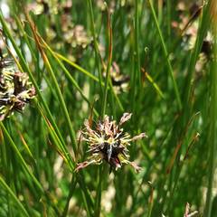 Juncus jacquinii