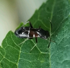 Pilophorus perplexus