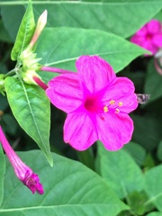 Mirabilis jalapa