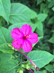Mirabilis jalapa