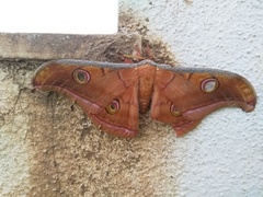 Antheraea paphia