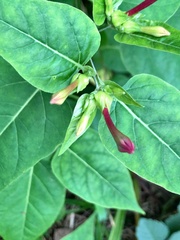 Mirabilis jalapa