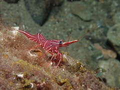 Rhynchocinetes durbanensis