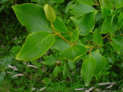 Griselinia littoralis
