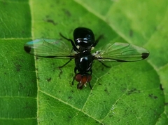 Seioptera vibrans