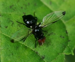 Seioptera vibrans