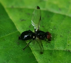 Seioptera vibrans
