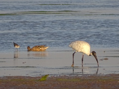 Threskiornis melanocephalus