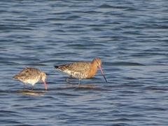 Limosa limosa
