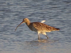 Numenius arquata