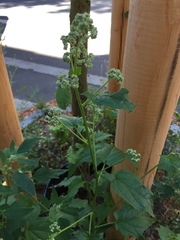 Chenopodiastrum hybridum