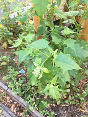 Chenopodiastrum hybridum