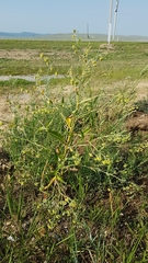 Cynoglossum divaricatum