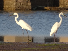 Ardea alba