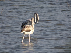 Phoenicopterus roseus
