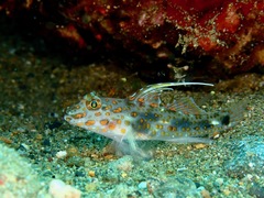 Fusigobius inframaculatus