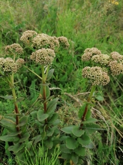 Hylotelephium maximum