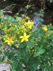 Hypericum maculatum