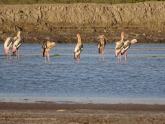 Mycteria leucocephala