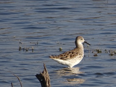 Calidris pugnax