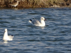 Chroicocephalus ridibundus