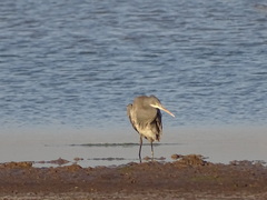 Egretta gularis