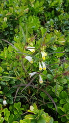 Melampyrum pratense commutatum