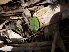 Eriochilus collinus collinus