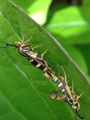 Synanthedon