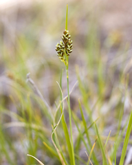 Carex bicolor