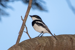 Batis molitor molitor