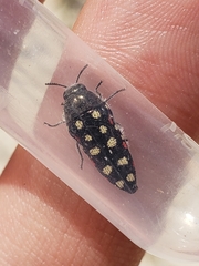 Acmaeodera gibbula