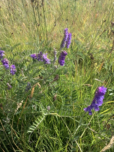 Ptičja grahorica (Vicia cracca)