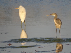 Egretta gularis